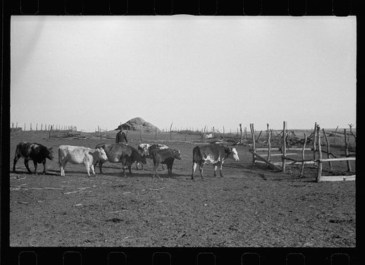 Untitled photo, possibly related to: Farmer feeding calves. Republic County, Kansas