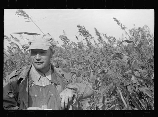 Reaching for tobacco, Coffey County, Kansas