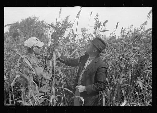 Untitled photo, possibly related to: Reaching for tobacco, Coffey County, Kansas