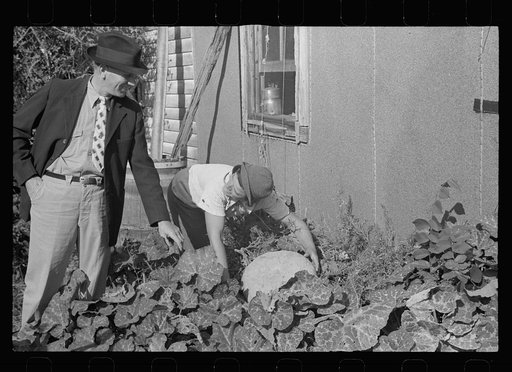 FSA (Farm Security Administration) client showing county supervisor pumpkins she raised. Coffey County, Kansas