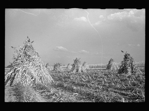 Sorghum cane. Shawnee County, Kansas
