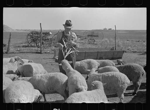 Untitled photo, possibly related to: Rehabilitation client feeding chickens. Ottawa County, Kansas