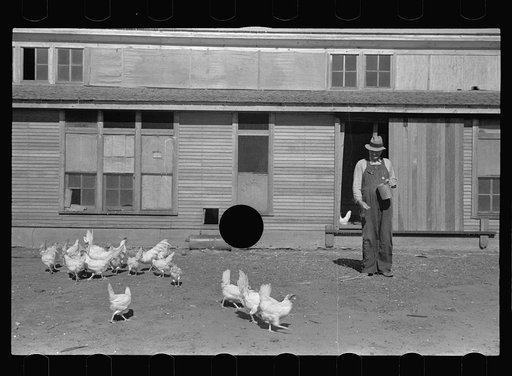 Untitled photo, possibly related to: Rehabilitation client feeding chickens. Ottawa County, Kansas