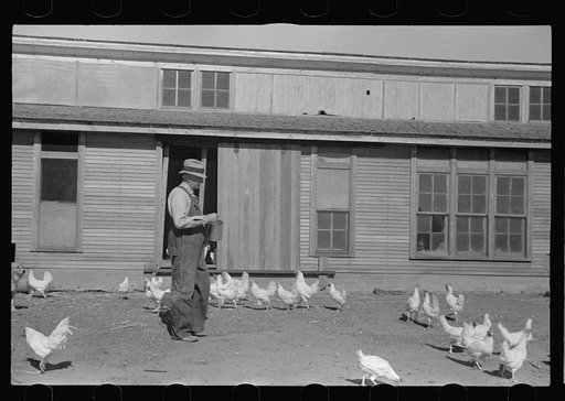 Rehabilitation client feeding chickens. Ottawa County, Kansas