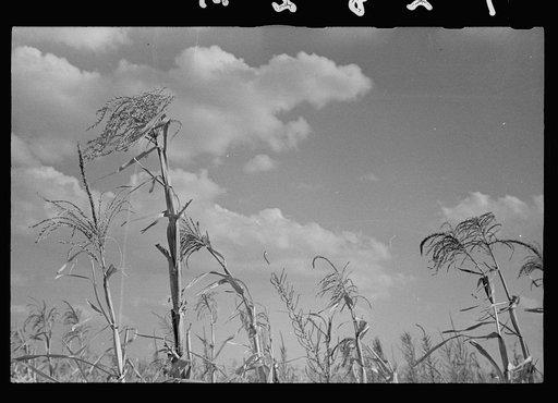Sorghum cane. Shawnee County, Kansas