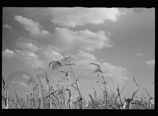 Untitled photo, possibly related to: Sorghum cane. Shawnee County, Kansas
