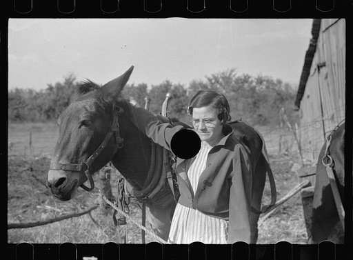 Untitled photo, possibly related to: Thirty year-old mule; the girl is twenty-five. Farm in Coffey County, Kansas