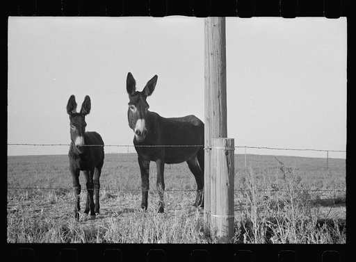 Donkeys, Lancaster County, Nebraska