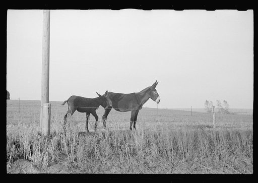 Untitled photo, possibly related to: Donkeys, Lancaster County, Nebraska