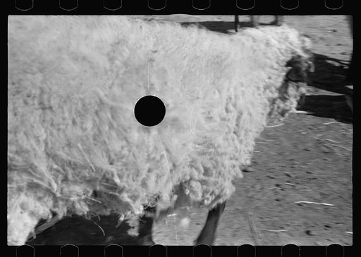 Untitled photo, possibly related to: Sheep, Ottawa County, Kansas