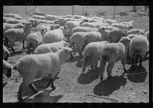 Sheep, Ottawa County, Kansas