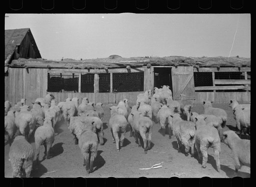Sheep, Ottawa County, Kansas