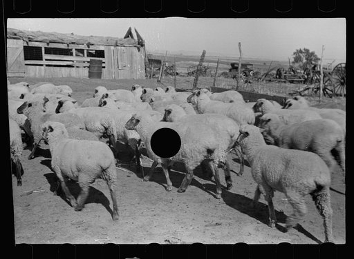Untitled photo, possibly related to: Sheep, Ottawa County, Kansas