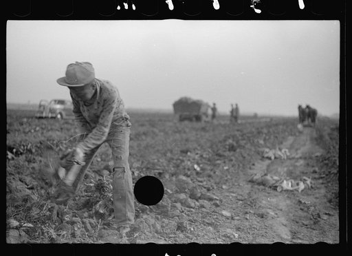 Untitled photo, possibly related to: Loading truck with topped sugar beet, Lincoln County, Nebraska