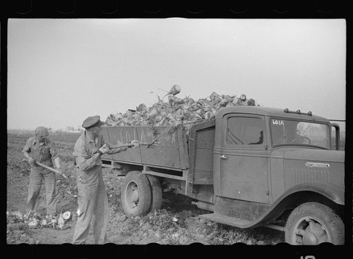 Loading truck with topped sugar beet, Lincoln County, Nebraska