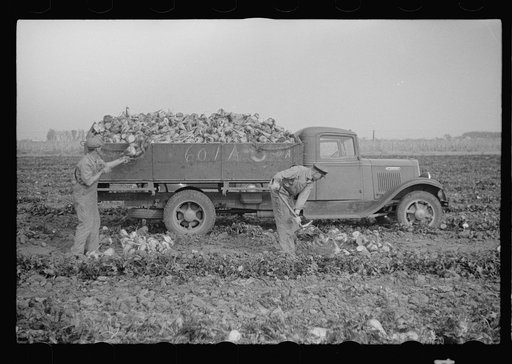 Loading truck with topped sugar beet, Lincoln County, Nebraska