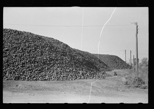 Untitled photo, possibly related to: Sugar beet, Nebraska