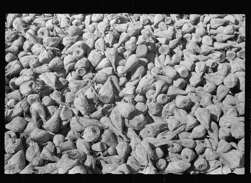 Sugar beet, Nebraska