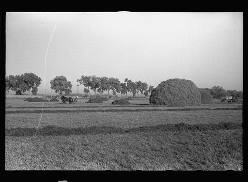 Alfalfa field in Dawson County, Nebraska, greatest alfalfa producing center in the world