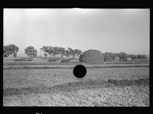 Untitled photo, possibly related to: Alfalfa field in Dawson County, Nebraska, greatest alfalfa producing center in the world