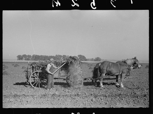 Untitled photo, possibly related to: Using a power rake in the alfalfa fields, Dawson County, Nebraska