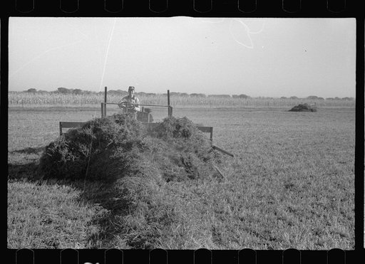 Using a power rake in the alfalfa fields, Dawson County, Nebraska
