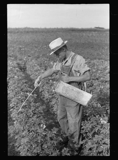 Homesteader spraying potatoes, Tygart Valley, West Virginia