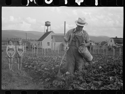Homesteader spraying potatoes, Tygart Valley, West Virginia