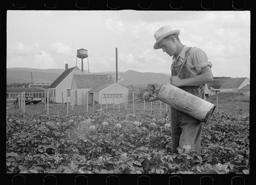 Homesteader spraying potatoes, Tygart Valley, West Virginia
