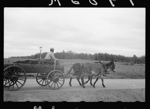 Untitled photo, possibly related to: Cut-over farmer, Beltrami County, Minnesota