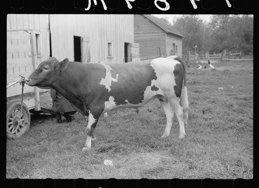 Untitled photo, possibly related to: One of the bulls in FSA (Farm Security Administration)-financed bull cooperative. This bull is transported to farms of rehabilitation clients for service. Itasca County, Minnesota