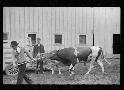 Untitled photo, possibly related to: One of the bulls in FSA (Farm Security Administration)-financed bull cooperative. This bull is transported to farms of rehabilitation clients for service. Itasca County, Minnesota