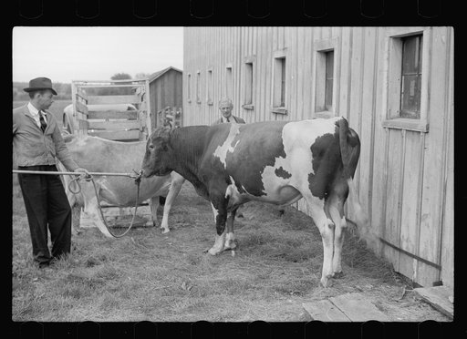 Untitled photo, possibly related to: One of the bulls in FSA (Farm Security Administration)-financed bull cooperative. This bull is transported to farms of rehabilitation clients for service. Itasca County, Minnesota