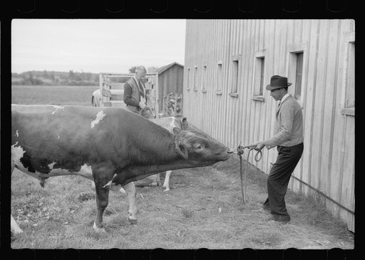 Untitled photo, possibly related to: One of the bulls in FSA (Farm Security Administration)-financed bull cooperative. This bull is transported to farms of rehabilitation clients for service. Itasca County, Minnesota