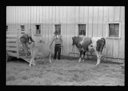 One of the bulls in FSA (Farm Security Administration)-financed bull cooperative. This bull is transported to farms of rehabilitation clients for service. Itasca County, Minnesota