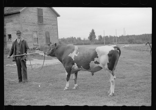 Untitled photo, possibly related to: One of the bulls in FSA (Farm Security Administration)-financed bull cooperative. This bull is transported to farms of rehabilitation clients for service. Itasca County, Minnesota