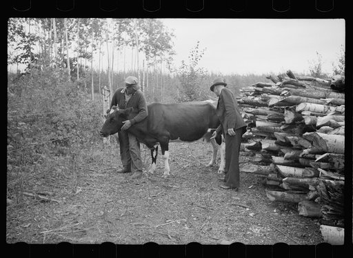 Untitled photo, possibly related to: County supervisor visiting family of FSA (Farm Security Administration) rehabilitation borrower, Lake of the Woods County, Minnesota