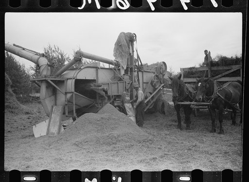 Untitled photo, possibly related to: Threshing alfalfa seed to be marketed at farmers' coop seed exchange, Minnesota