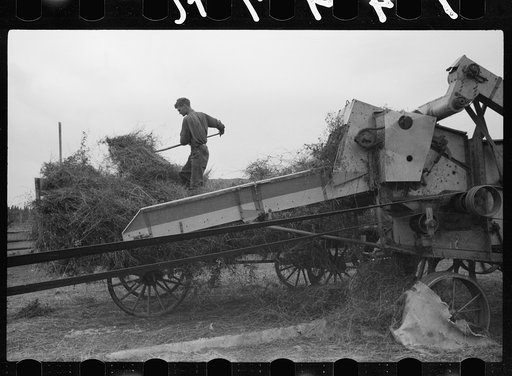 Untitled photo, possibly related to: Threshing alfalfa seed to be marketed at farmers' coop seed exchange, Minnesota