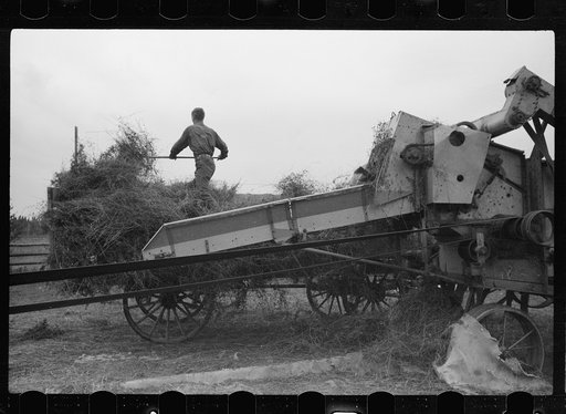 Untitled photo, possibly related to: Threshing alfalfa seed to be marketed at farmers' coop seed exchange, Minnesota