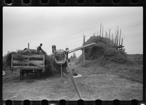 Untitled photo, possibly related to: Threshing alfalfa seed to be marketed at farmers' coop seed exchange, Minnesota