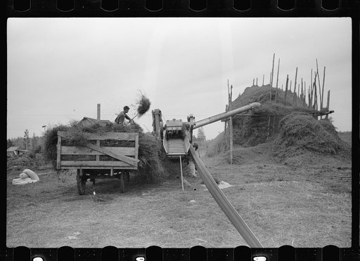 Threshing alfalfa seed to be marketed at farmers' coop seed exchange, Minnesota