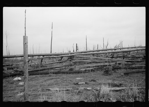 Untitled photo, possibly related to: Young farmer of cut-over land in front of his home, Lake of the Woods County, Minnesota