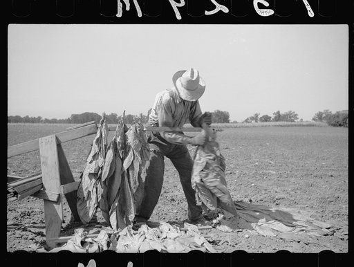 Untitled photo, possibly related to: Spearing tobacco, Wisconsin