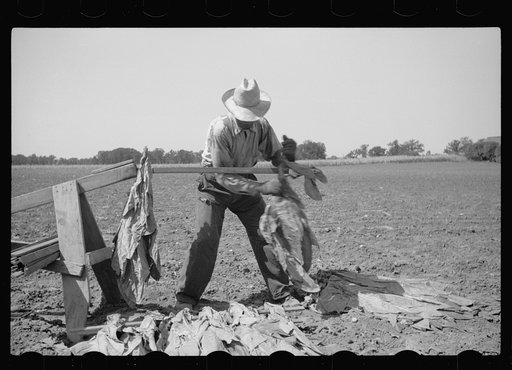 Untitled photo, possibly related to: Spearing tobacco, Wisconsin