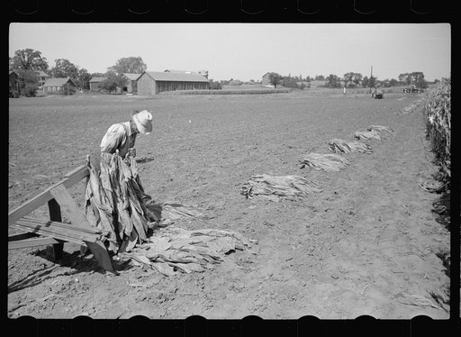 Untitled photo, possibly related to: Spearing tobacco, Wisconsin