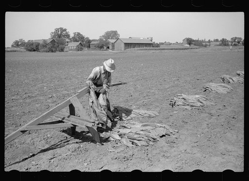 Untitled photo, possibly related to: Spearing tobacco, Wisconsin