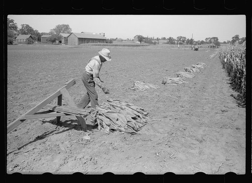 Spearing tobacco, Wisconsin