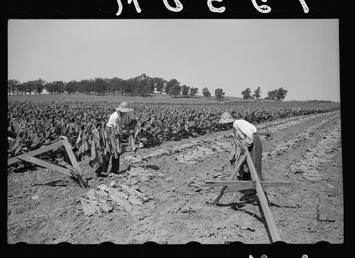 Spearing tobacco, Wisconsin