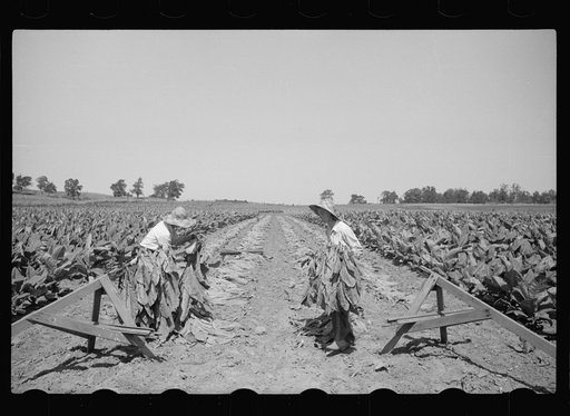Untitled photo, possibly related to: Spearing tobacco, Wisconsin